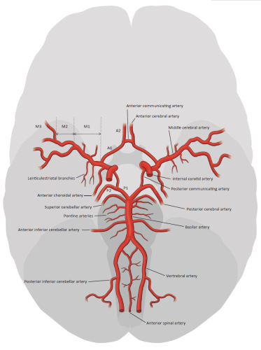Arterije glava